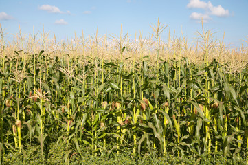Corn field in summer time