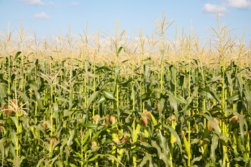 Corn field in summer time