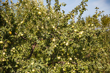 Fototapeta na wymiar Apple tree with green apples