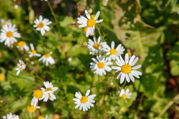 daisies / chamomile in the meadow / on the field