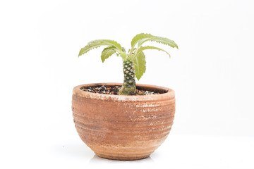 Dorsteria Cactus in pot garden home