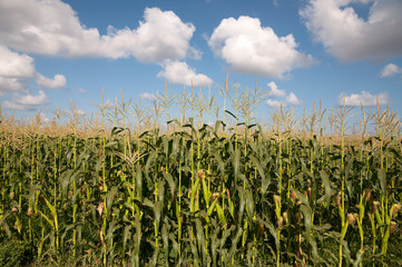 Corn field in summer time