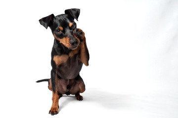 Portrait Hund Zwergpinscher vor weißem Hintergrund der sitzt liegt männchen macht
