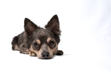 Portrait hund chihuahua vor weißem hintergrund liegt traurig gelangweilt auf dem boden