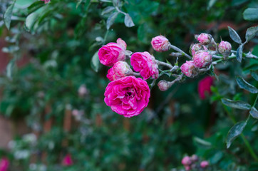 The Red rose flower blooming in roses garden on background green foliage. A bouquet of roses in the blooming garden.