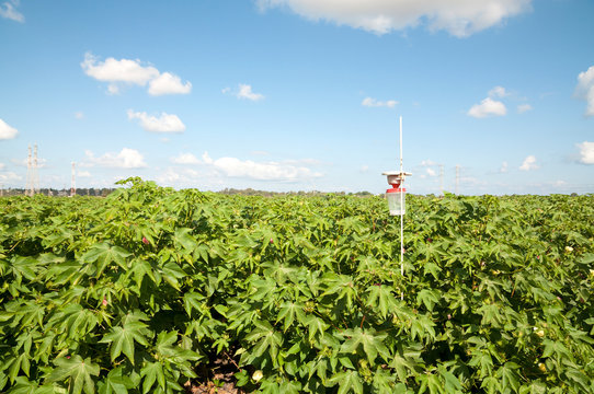 Cotton blossoms