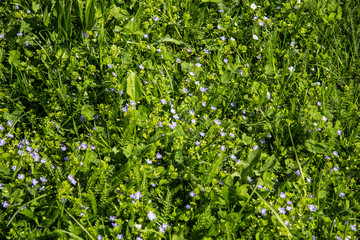 Tekstura trawa zieleń kwiaty tło