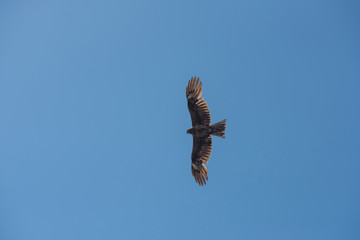 flying eagle in the sky