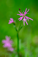 Lychnis flos-cuculi pink wild meadows flowers in bloom, beautiful summer flowering plant