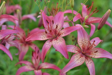 Pink lily flowers close up. In the center of a pink flower tiger color.