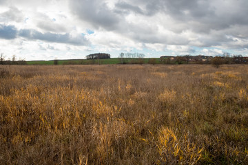 Fototapeta premium Overgrown Grass Field on an Autumn Rainy Day