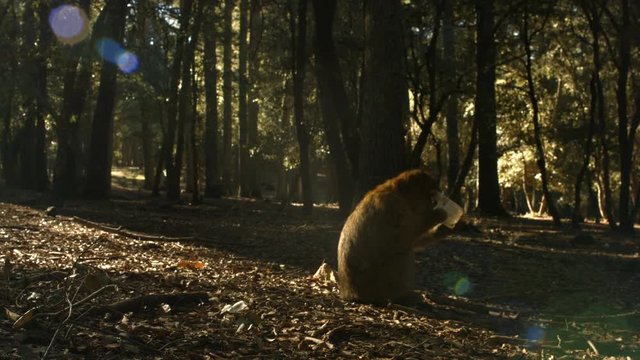 Macaque monkey takes the plastic in Azrou forest, Moroccan atlas.