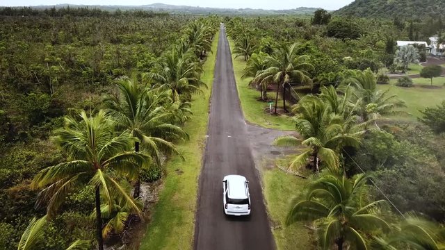 Drone shot following a car driving through a tropical road lined with Coconut Trees and Palm Trees on the Big Island of Hawaii.