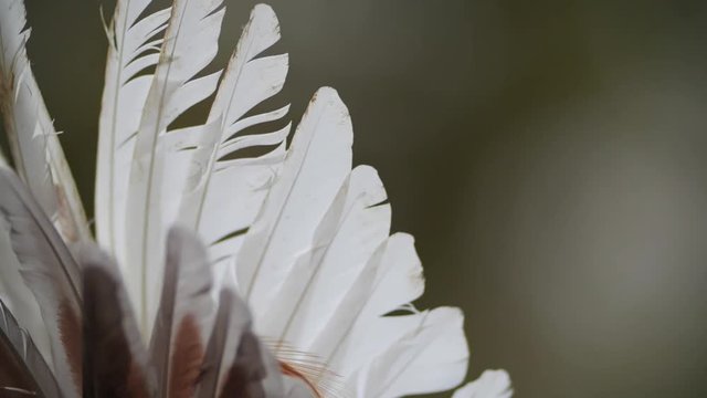 Cinematic look of the real chicken feathers part of a bulgarian kuker mask