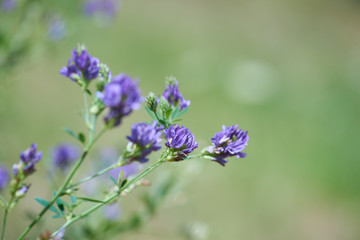  Close up of Flower in meadow. Copy space. 