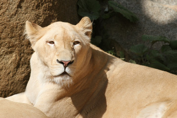portrait of lying south-african lioness