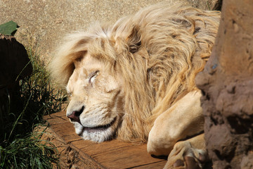 portrait of sleeping lion