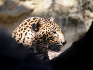 portrait of leopard from profile