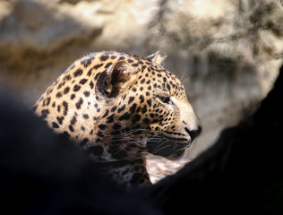 Fototapeta na wymiar portrait of leopard from profile