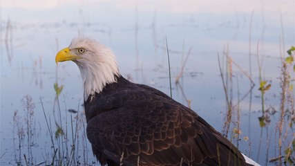 portrait of an american bald eagle HD 4K