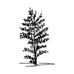Tree doodle. Single, hand drawn black tree, isolated on white background. Simple vector illustration.