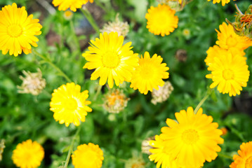 Yellow flowers in the garden.