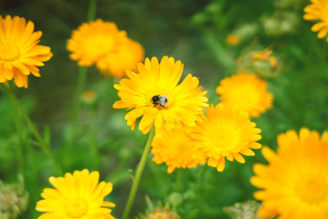A small bumblebee on a yellow flower.