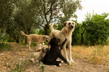 mongrel puppies playing 