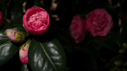 Camelia