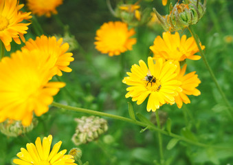 A small bumblebee on a yellow flower.