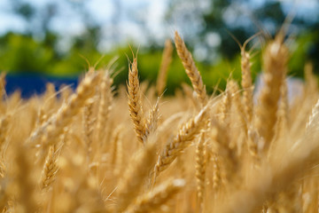 Fototapeta premium Golden ears of wheat in the field. natural picture