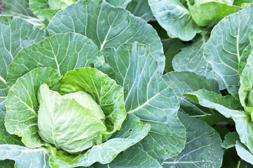 Сultivated cabbage in a kitchen-garden. Green vegetable background. Natural organic vitamin products. Top view, close-up.