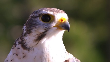 Animal wildlife bird of prey HD 4K