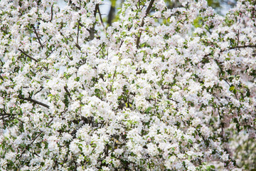 Beautiful, white apple tree blossoms  blooming in a sunny day. Spring scenery in garden.
