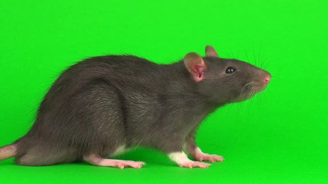 Gray rat on green screen background