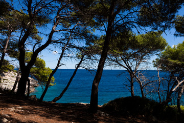 Fototapeta na wymiar Trees of Pinewood in a sunny day at the island of Tremiti south of Italy