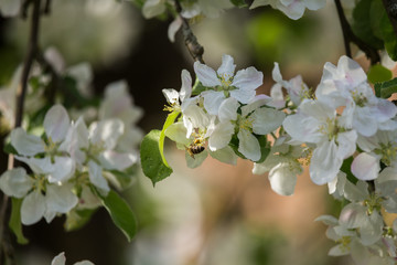 Beautiful, white apple tree blossoms  blooming in a sunny day. Spring scenery in garden.