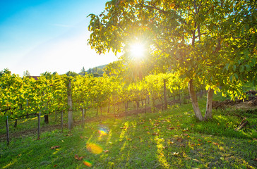 Nice vineyards at lake Balaton in sunset
