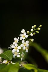 A beautiful bird cherry blossoms blooming in the spring at riverside. Flowering tree in country.
