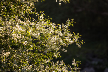 A beautiful bird cherry blossoms blooming in the spring at riverside. Flowering tree in country.