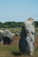 view of famous megalith alignment in Carnac Brittany  France