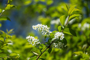 A beautiful bird cherry blossoms blooming in the spring at riverside. Flowering tree in country.