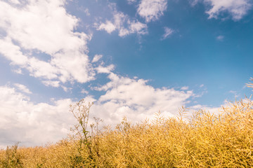 Obraz premium Rapsfeld im Sommer mit wolkigem Himmel