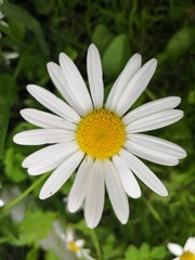 daisy in the grass