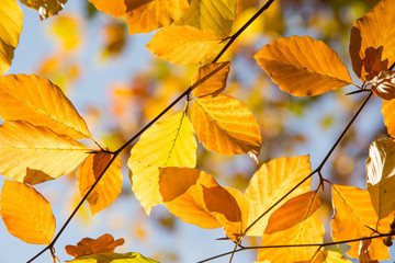 Herbstblätter mit blauem Himmel im Hintergrund, goldgelb