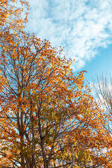 Orange tree with blue bright sky.