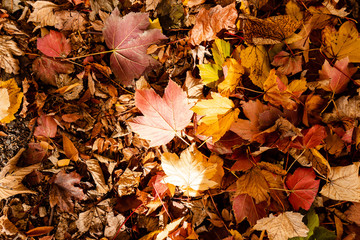 Red and orange maples leaves on the ground with sunlight on it.