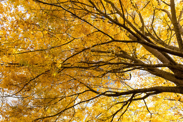 Yellow leaves with tree branches under the sunlight.
