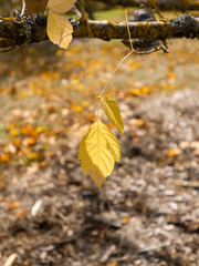 Obraz premium Sunlight passing through yellow leaves.