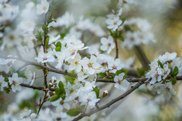 A beautiful cherry blossoms blooming in the spring. Garden fruit tree in flowers.